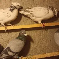 آلمانی مسافتی