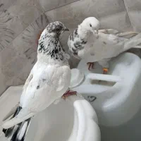 یک جفت کفتر پرشی