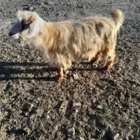 بز محلی آبستن|حیوانات مزرعه|بستان آباد, |دیوار