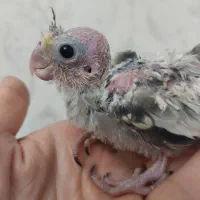 جوجه عروس هلندی گلباقالی|پرنده|کرج, مصباح|دیوار