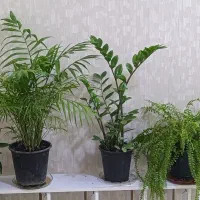 گل های آپارتمانی زامفولیا شامادورا سکه چینی