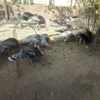 ۵عدد بوقلمون نر وقوفروشی