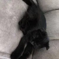 گربه|گربه|اهواز, نادری|دیوار