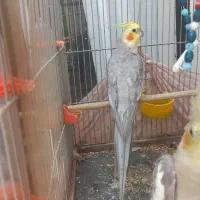 یک جفت عروس هلندی|پرنده|میانه, |دیوار