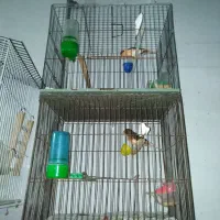 قناری|پرنده|ساری, |دیوار