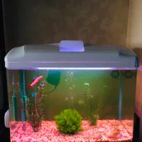 آکواریوم زیبا با ماهی های کف خوار ولجن خوار