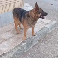 سگ ژرمن شپرد|سگ|تاکستان, |دیوار