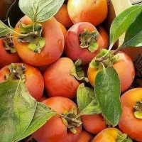 تولید و عرضه نهال خرمالو گوجه ای|خدمات باغبانی و درختکاری|خرمدره, |دیوار