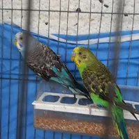 جفت مرغ عشق مولد همراه ۴تا جوجه