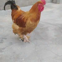 خروس برهما