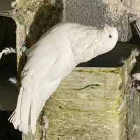 نر نوک ریز