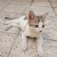 گربه ماده|گربه|قدس, شهرقدس|دیوار