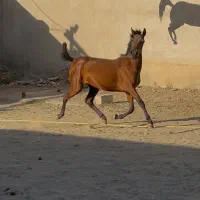 اسب مادیون