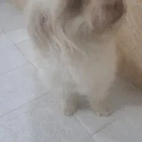 واگذاری سگ شیتزو  بالغ