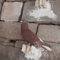 کبوتر|پرنده|شوشتر, |دیوار