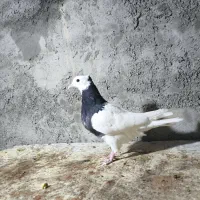 طوقی|پرنده|جرقویه, |دیوار