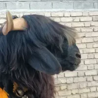 بره نر قوچی   کهره  بز  میش  قوچ