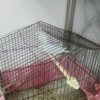 پرنده