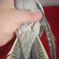 عروس هلندی دو عدد|پرنده|ری, دولت‌آباد|دیوار