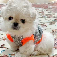 سگ‌پیکینیزمینیاتوری نروماده۳ماهه تیکاپ‌مناسب خاصها