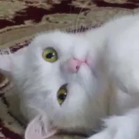 گربه پرشین پوزه دار
