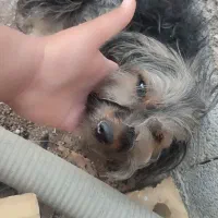 پیدا شده|حیوانات|شیراز, داریون|دیوار