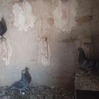 9 عدد کفتر مسافتی کیلومتری کبوتر