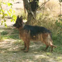 ژرمن کینگ مو بلند ماده