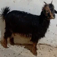 بز.غاله نرو ماده|حیوانات مزرعه|قم, تعویض پلاک|دیوار