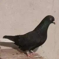 کبوتر.کفتر رنگی