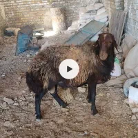 قوچ هترو