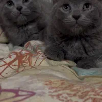 گربه بریتیش|گربه|قزوین, |دیوار