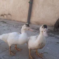 ۲عدد اردک خانگی خوشکل