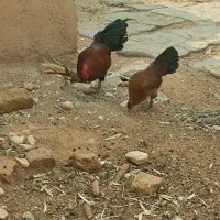 دو عدد خروس کُردی|حیوانات مزرعه|سرپل ذهاب, |دیوار