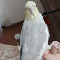 گمشده|حیوانات|تهران, مشیریه|دیوار