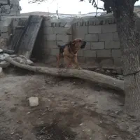 سگ سراب ۳ ساله