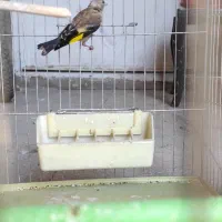 سهره جوجه قفس