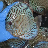 فروش دیسکس بالای ۶ اینچ دو انواع نژاد|ماهی|لوندویل, |دیوار