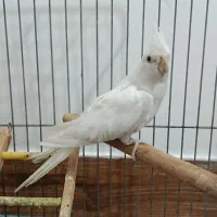 عروس نر آلبینو