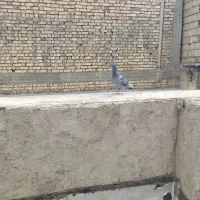 کفتر|پرنده|لنجان, |دیوار