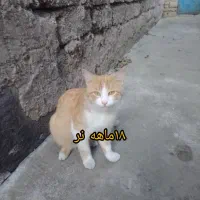 واگذاری تعدادی گربه به صورت رایگان