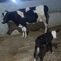 گاو هلشتاین خالص