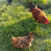 مرغ و خروس و غاز و اردک و کبوتر|حیوانات مزرعه|آق قلا, |دیوار
