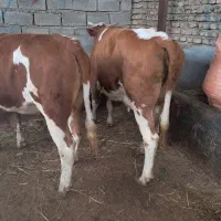 ۳ راس گاو ابستن