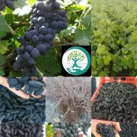 رقمهای متنوع نهال انگور (در قروه )