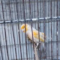 قناری نر موزاییکی|پرنده|ری, دیلمان|دیوار