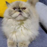 گربه هیمالین یک ساله|گربه|بندرعباس, |دیوار