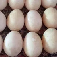 تصحیحات را بخوانید وجواب سوال خود را بگیرید|حیوانات مزرعه|بیرجند, |دیوار