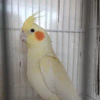 عروس هلندی  لوتینو گل باقالی سینامون|پرنده|آبدانان, |دیوار