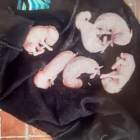 یک جفت خرگوش نر و ماده با بچه